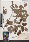 Foto von Salix aurita L. x Salix caprea L.